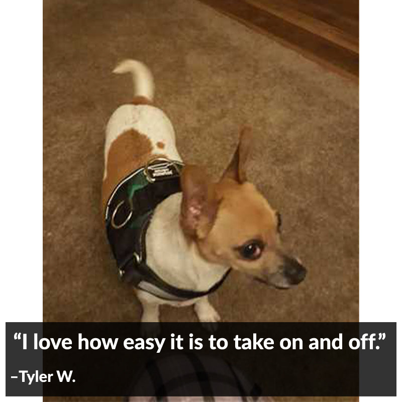 Green Plaid Joyride Basic Essential Dog Harness 1.0