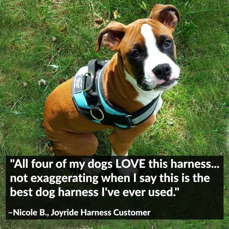 Teal Ocean Joyride Harness | 15% Off