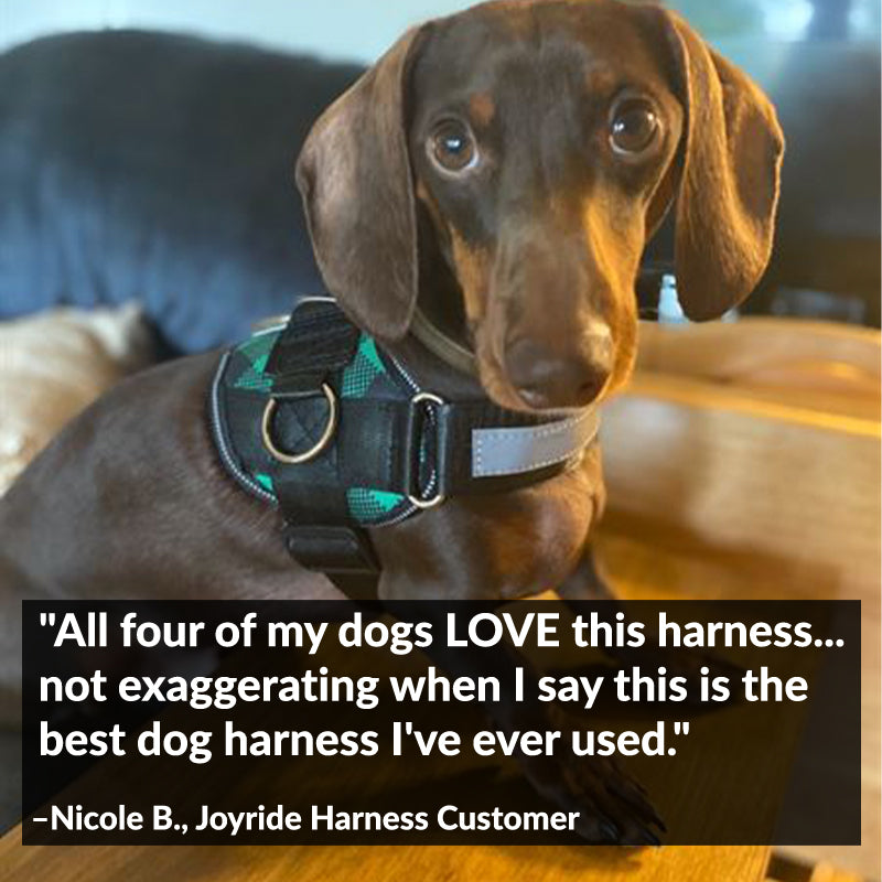 Green Plaid Joyride Basic Essential Dog Harness 1.0