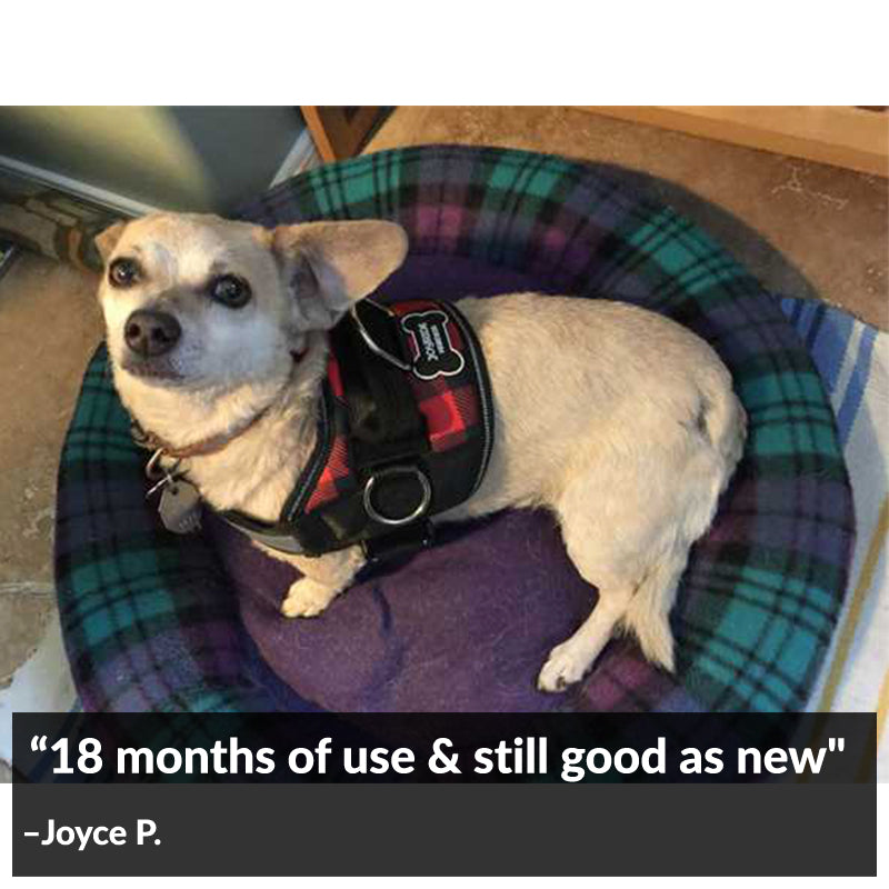 Red Plaid Joyride Basic Essential Dog Harness 1.0