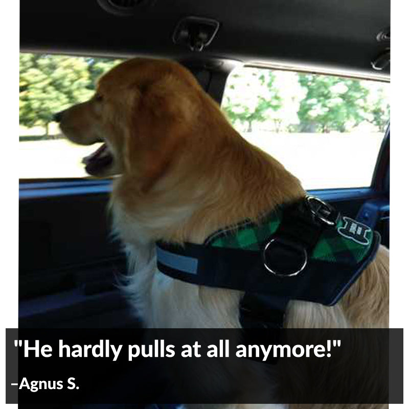 Green Plaid Joyride Basic Essential Dog Harness 1.0