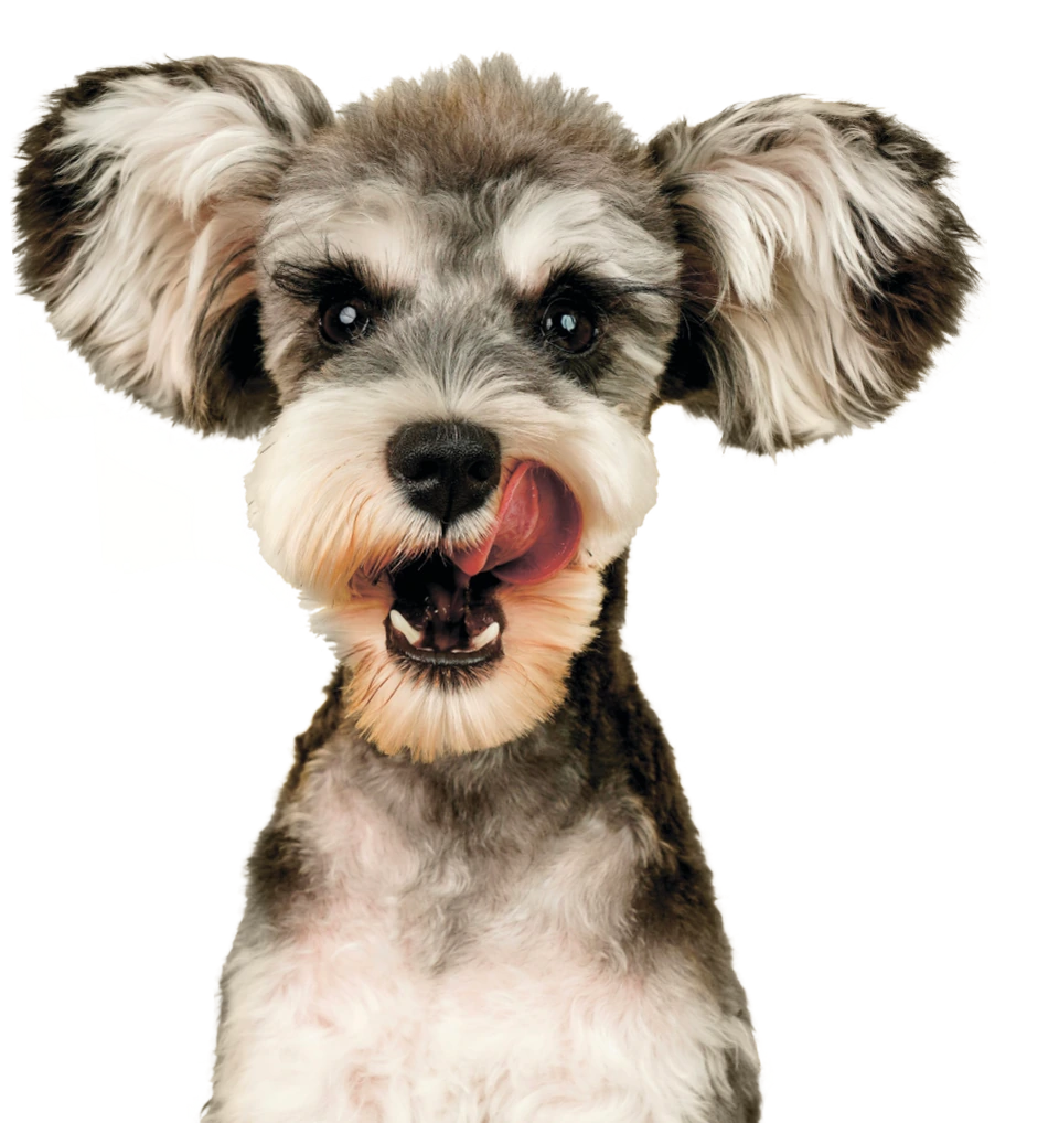 Happy dog enjoying Joyride’s Kitchen treats