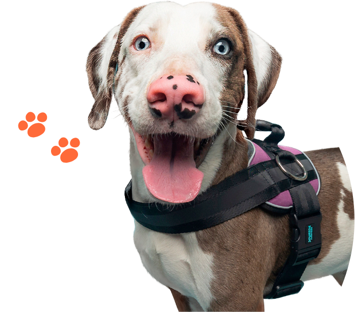 Joyride dog supported by the Paw It Forward mission