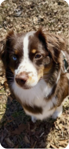Brown and white dog