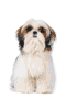 Brown and White Fluffy Dog