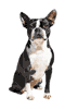 Black and White Boston Terrier