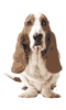 Brown and White Basset Hound