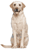 Off White Labrador Retriever