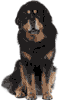 Black and Brown Tibetan Mastiff
