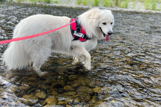 10 Dogs That Love to Swim