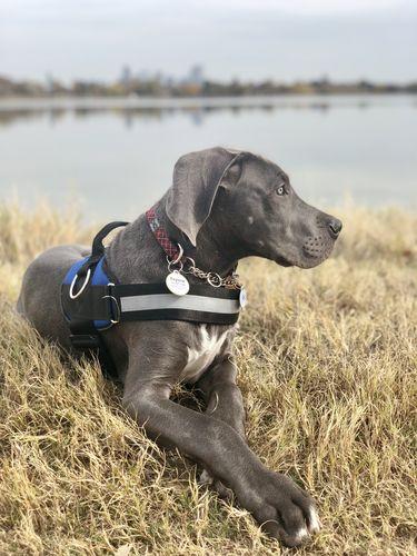 Best Dog Harness For Great Danes | Joyride Harness Reviews
