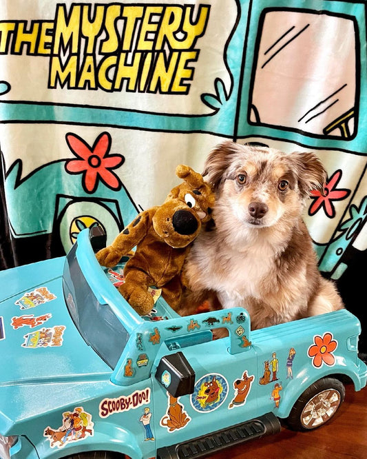Harness Files | Spotlight Interview with @LilBearScooby