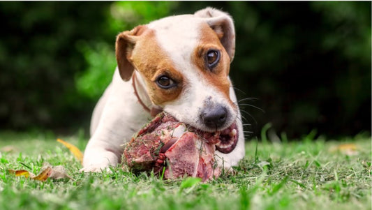 Feeding Your Dog Raw Foods?  Here's What To Avoid