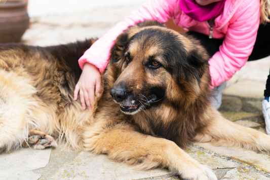 Senior Dog Care: 5 Ways to Keep Your Older Dog Happy and Healthy