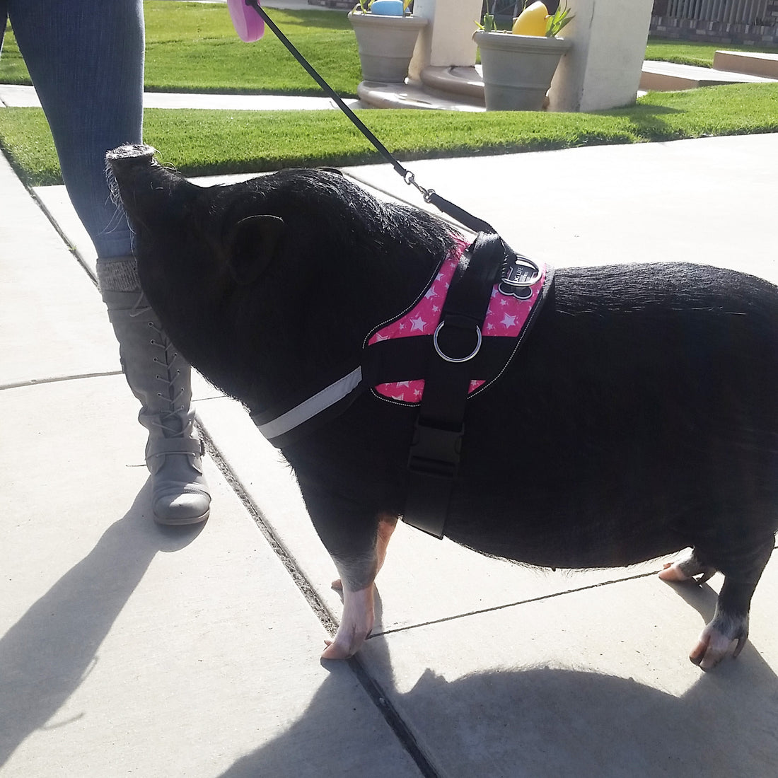 Featured Friend: Bella the Pig