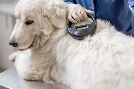 3 Reasons Why You Should Microchip Your Dog