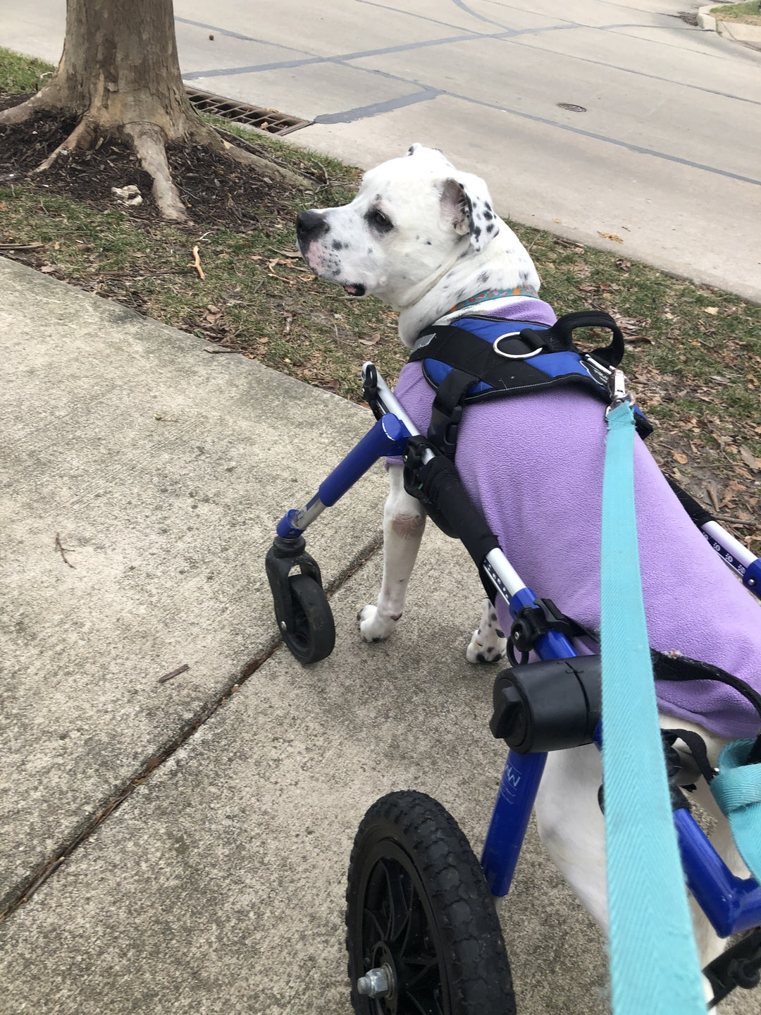 Harness Files | How the Joyride Harness Helps This Dog with Paralysis
