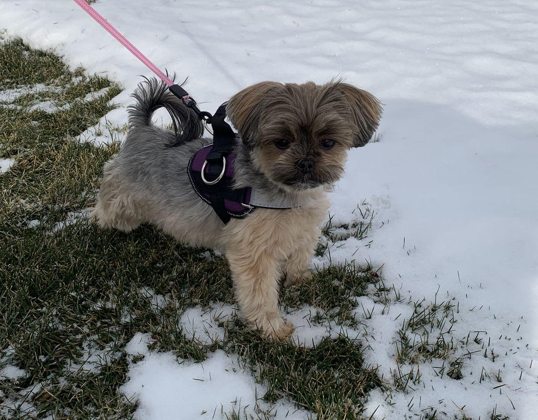 REVIEW: Best harnesses for small dogs