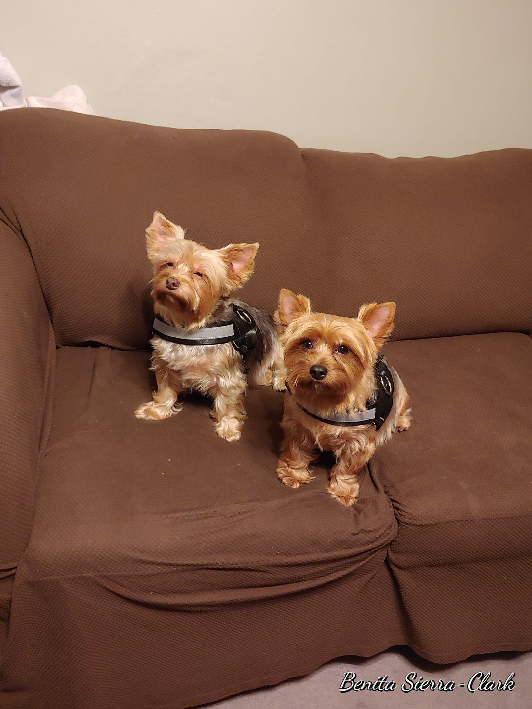 Dog Harnesses For The Big & Small