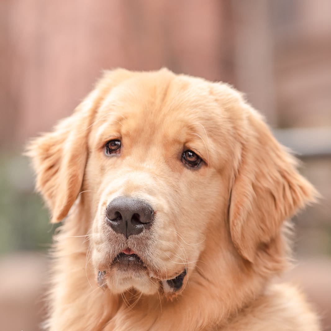 10 Reasons Why We Love Marley the Golden Retriever