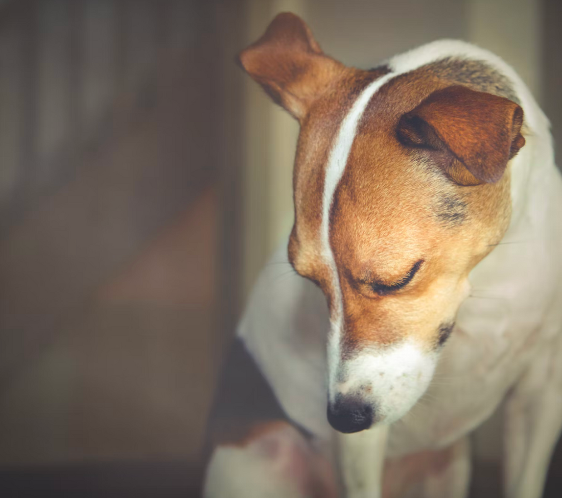 5 Things You're Doing That Are Hurting Your Dog's Feelings