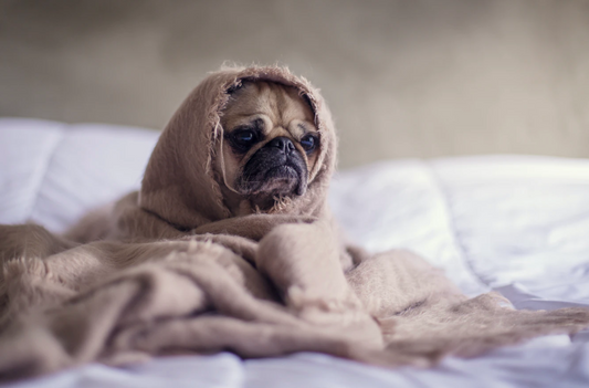 5 Ways Your Dog Is Trying to Tell You They're Stressed