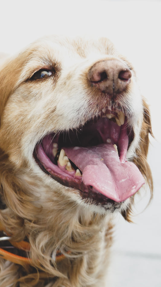 5 Tips for Brushing Your Dog’s Teeth