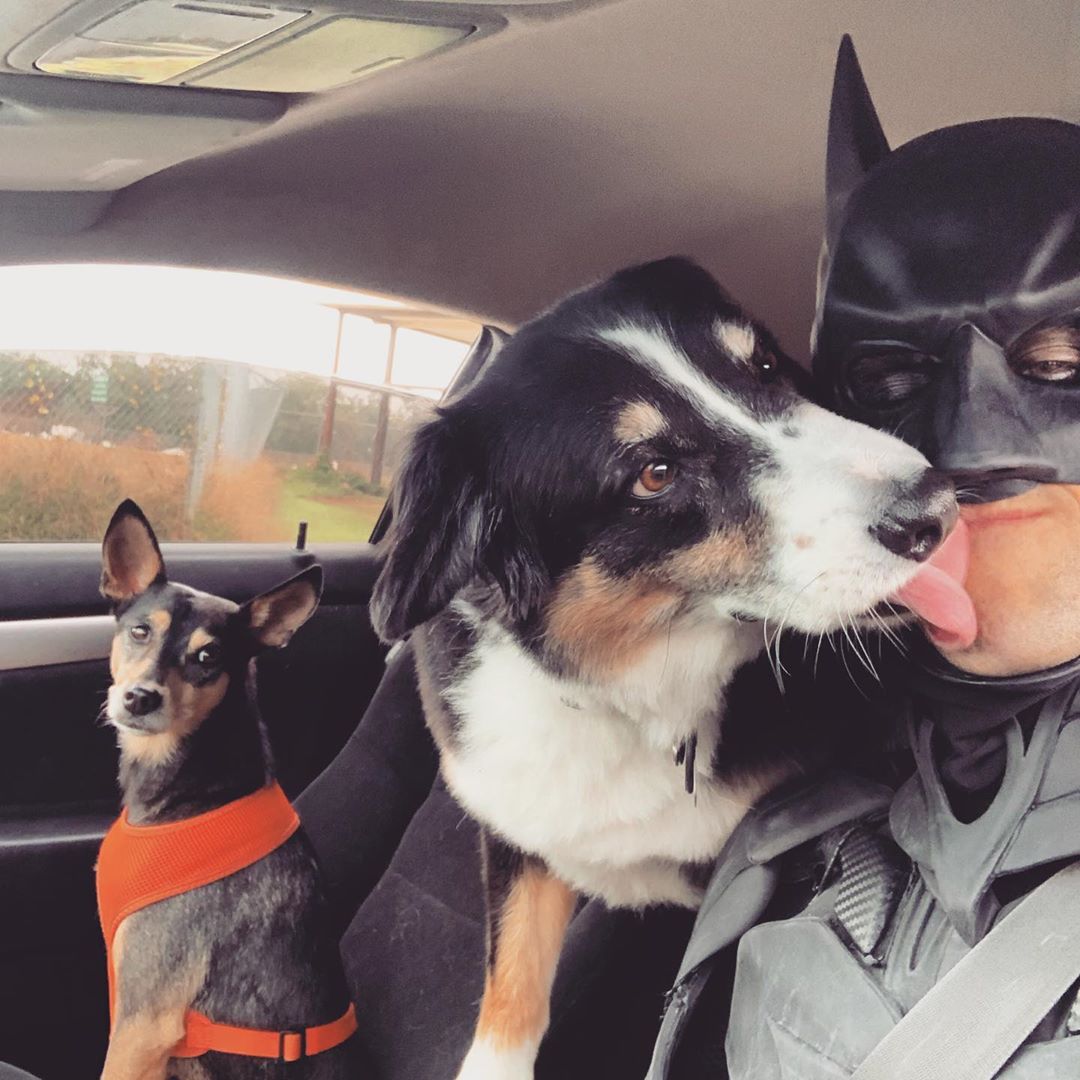 Batman Saves Animals From Euthanasia at Shelters