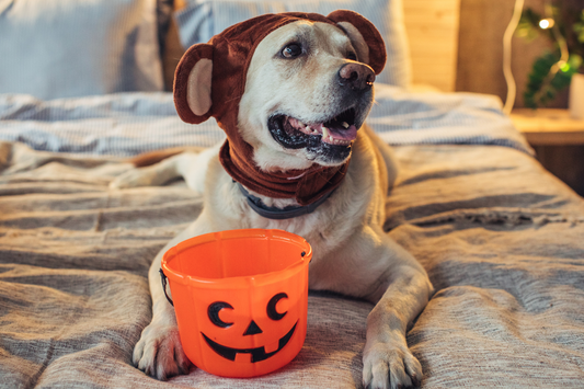6 Halloween Candies That Are Toxic to Pets