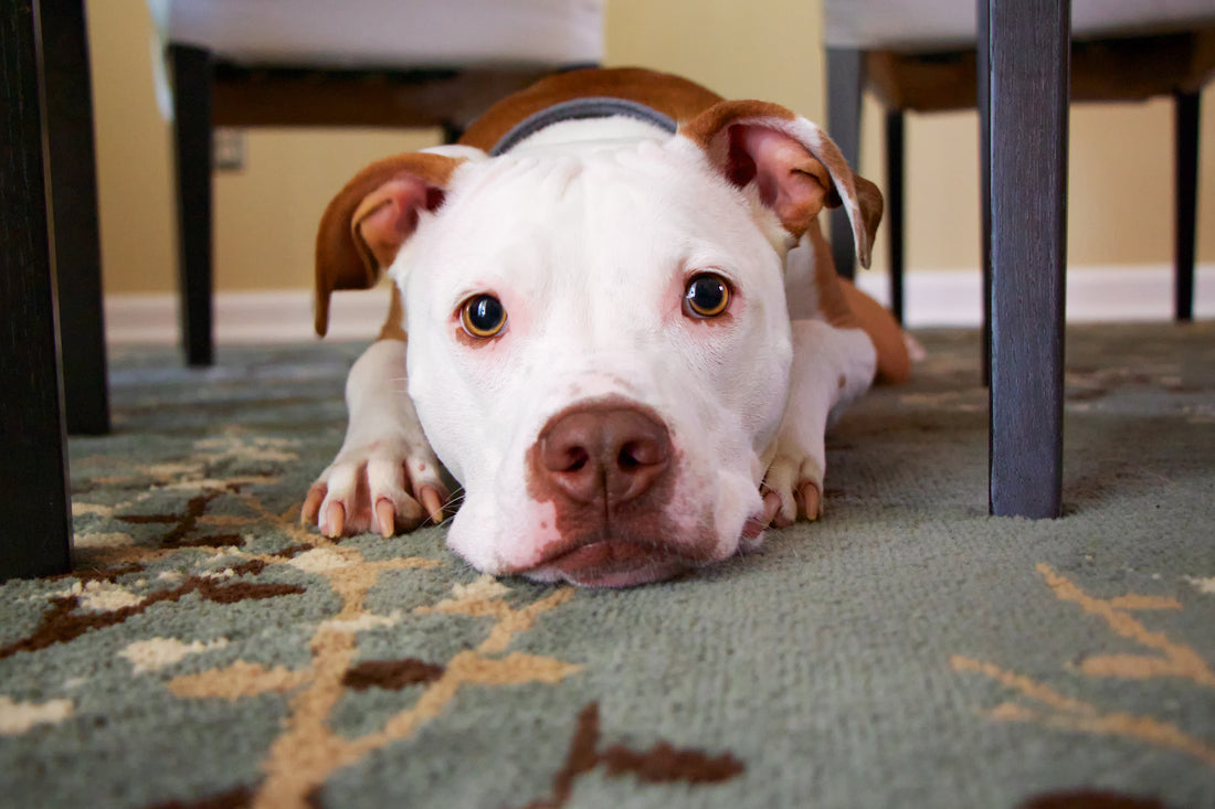 7 Common Mistakes Dog Owners Make