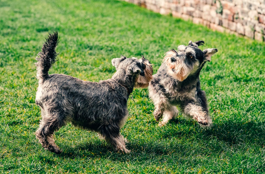 7 Lawn Care Tips For Dog Owners