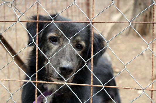 7 Simple Ways to Help Change a Dog's Life