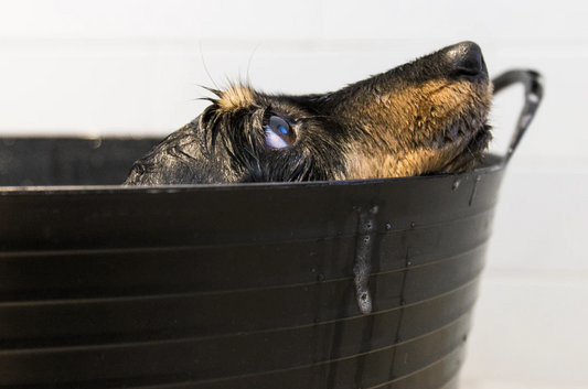 5 Tips For Giving Your Dog a Bath
