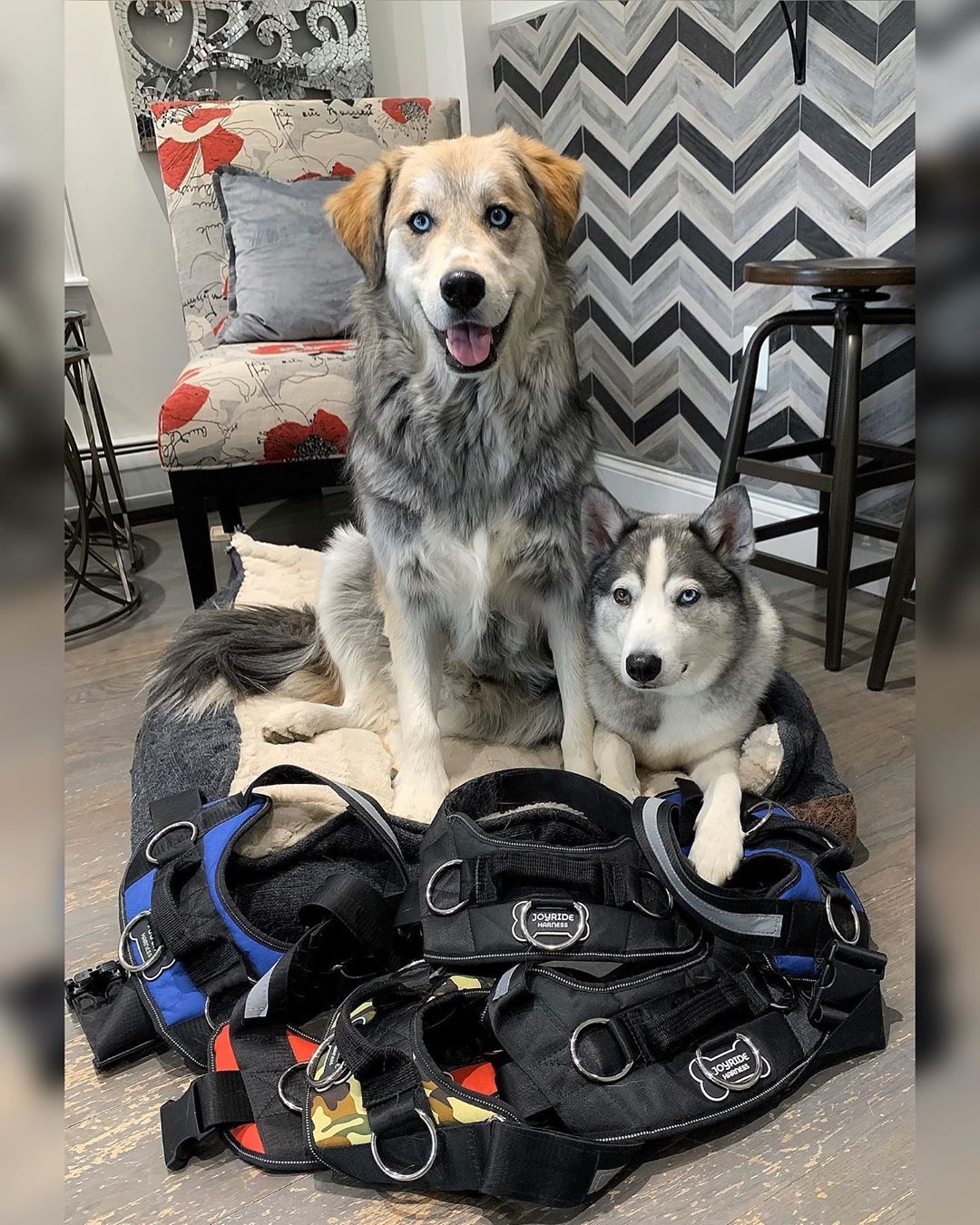 Joyride Harness is Reviewed and Approved by Half Husky Bros