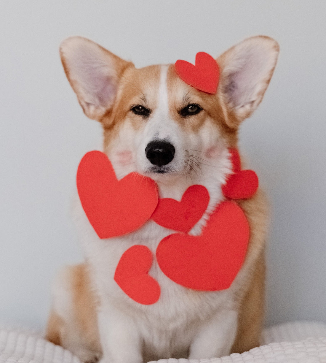 9 Best Valentine’s Day Gift Ideas for Dogs and Dog Lovers