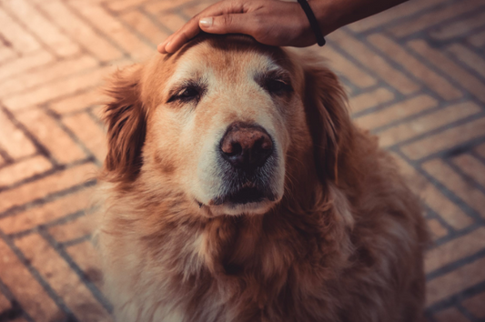 Coping with the Loss of a Beloved Pet: Overcoming the Fear of Losing Your Dog