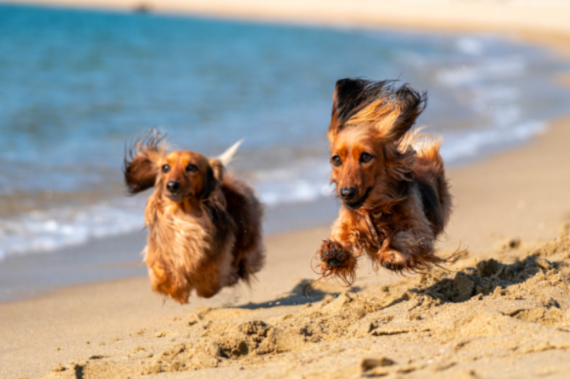 Waves, Wags, and Wet Noses: Beach Day Must-Haves for Dogs