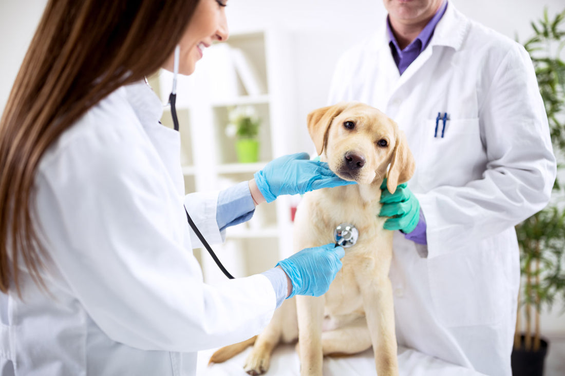 How To Pick The Right Vet For Your Dog