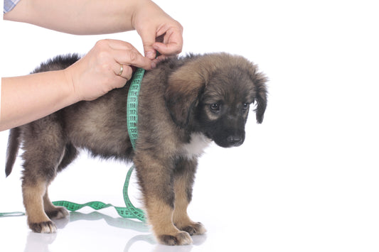 a closeup of an individual using a mint green soft measuring tape to measure brown, black, and white puppy’s chest