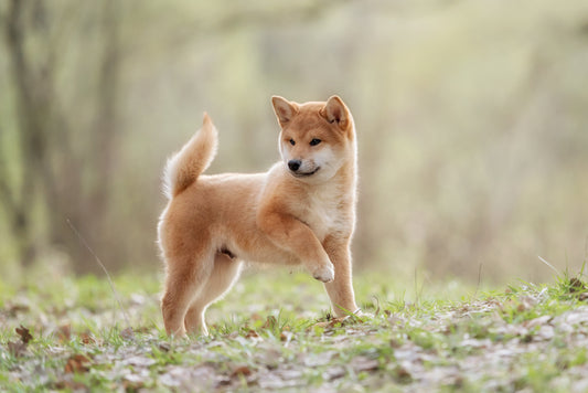 A cute Shiba Inu puppy standing in the woods with one paw raised