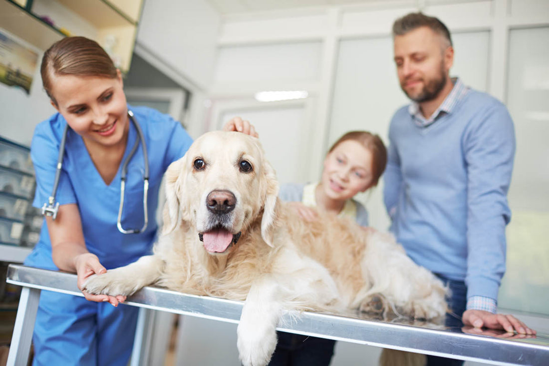 Pet Vaccines: How often should you vaccinate your dog?
