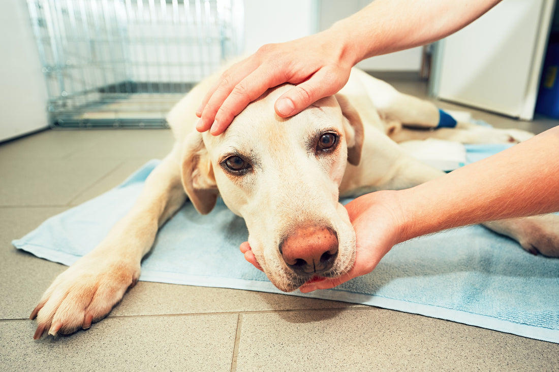 Pet Cancer Awareness Month: Spotting Signs of Cancer in Dogs