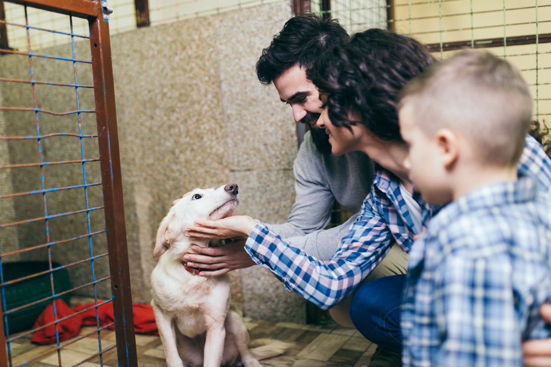 Residents Volunteer at Arizona Animal Shelter to Calm Dogs on July 4th