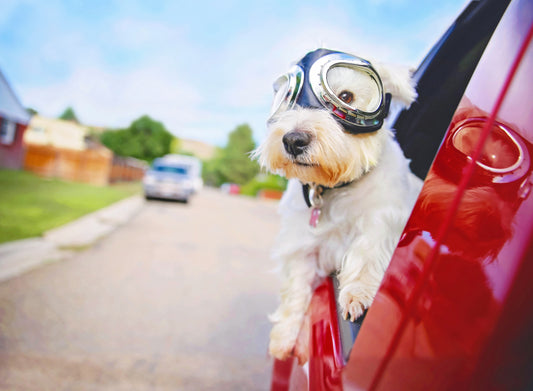 Dog Harnesses & Car Ride Safety