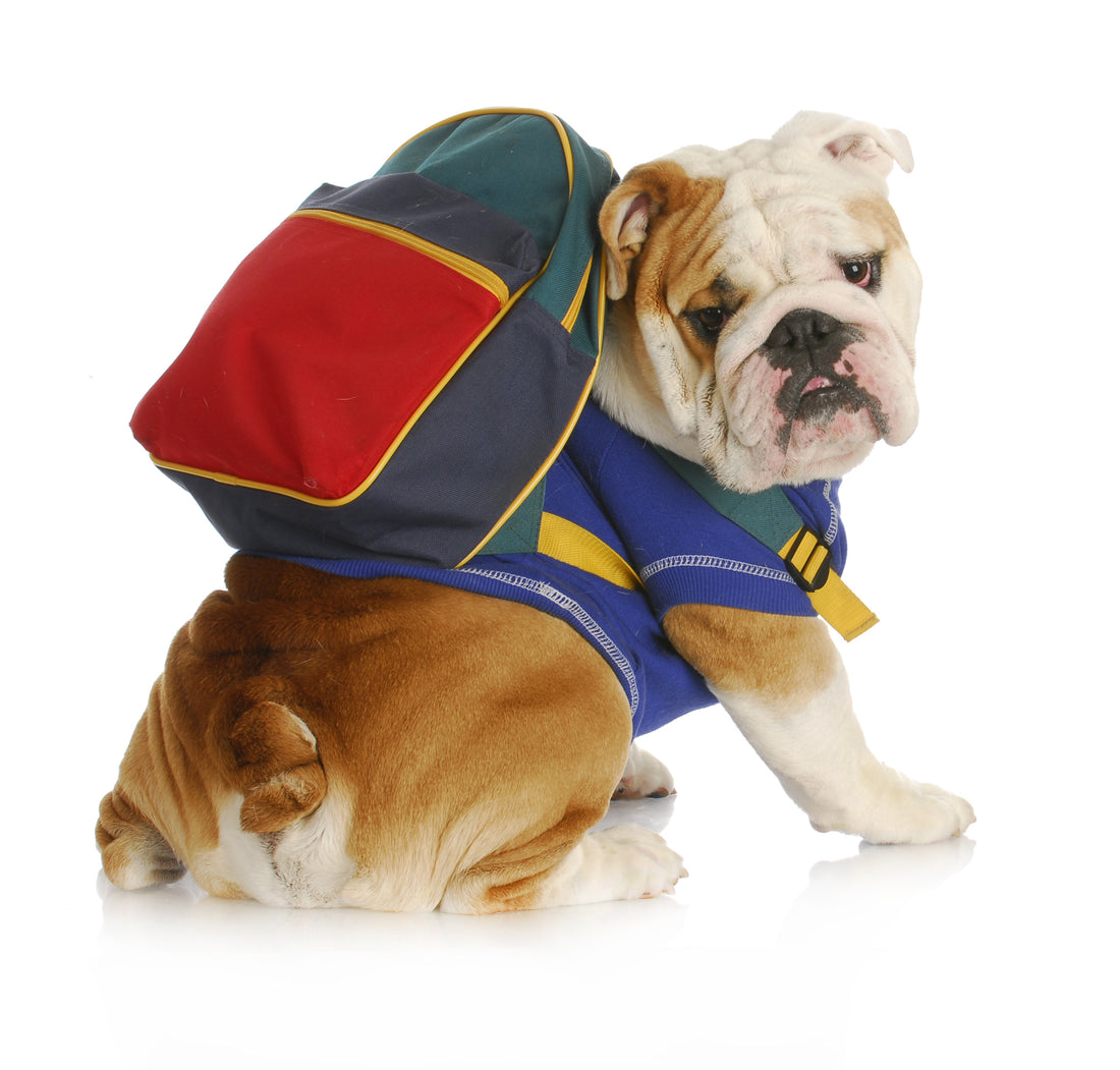 Helping Your Dog Adjust When The Kids Go Back to School