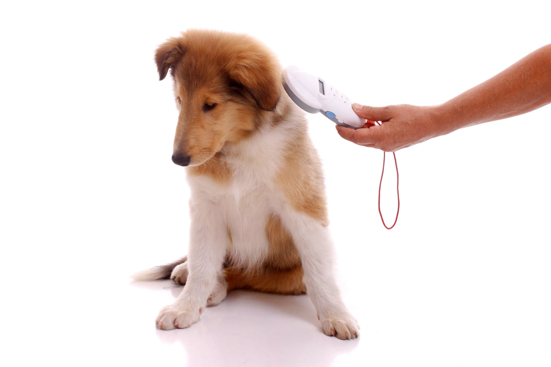 Dogs & Microchipping | How It Works & Why You Should Do It