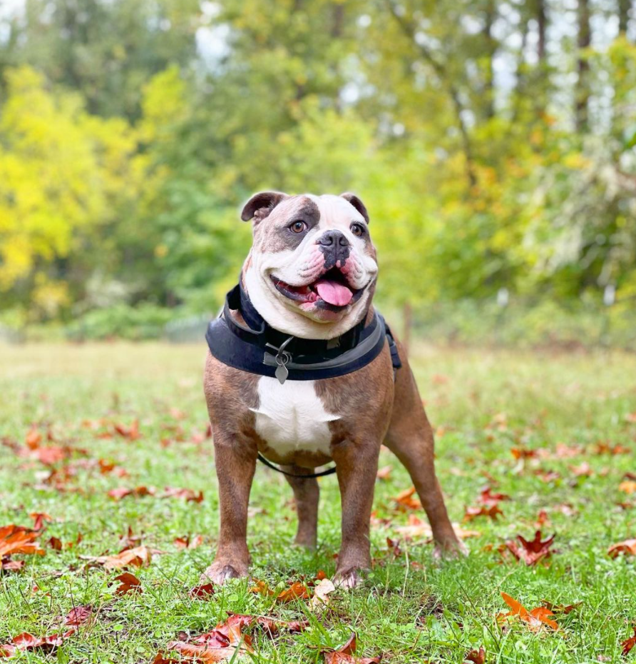 Harness Files | Spotlight Interview with @NeoTheEnglishBulldog