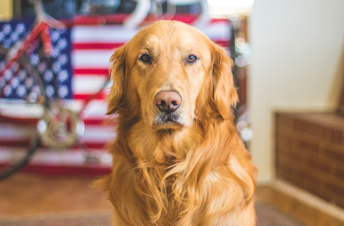 A Brief History of Assistance Dogs & Their Role in Helping People For Centuries