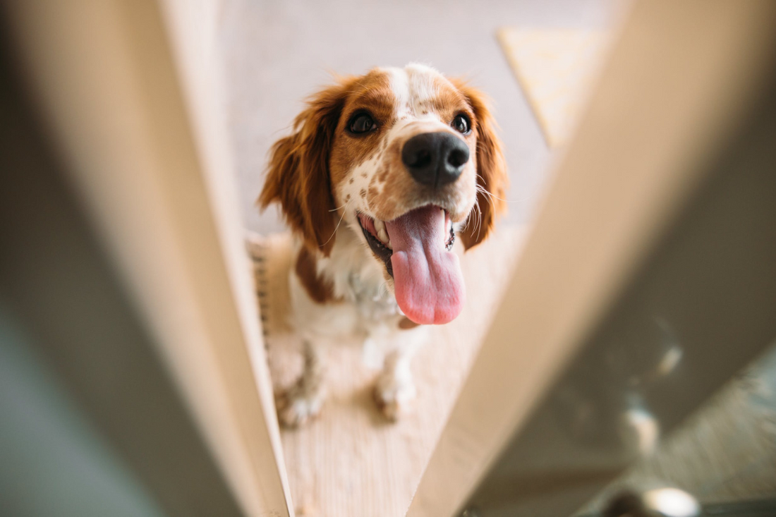 Tips to Reduce Attention-Seeking Behavior in Dogs