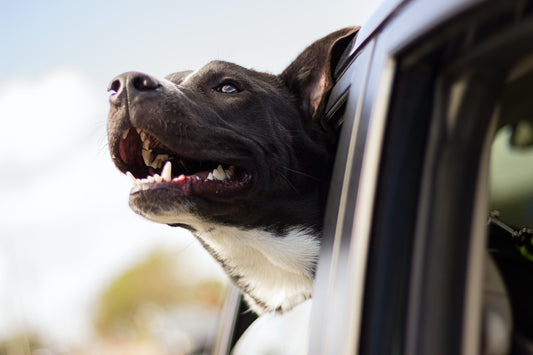 Top 10 Wonderful Benefits of Traveling With Your Dog This Holiday